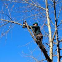 North Sydney Tree Removals image 9